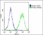 Nestin Antibody (S1409)